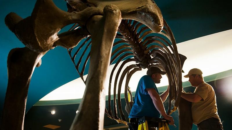 Giant Mammoth Skeleton Discovered Along the Danube River in Bulgaria