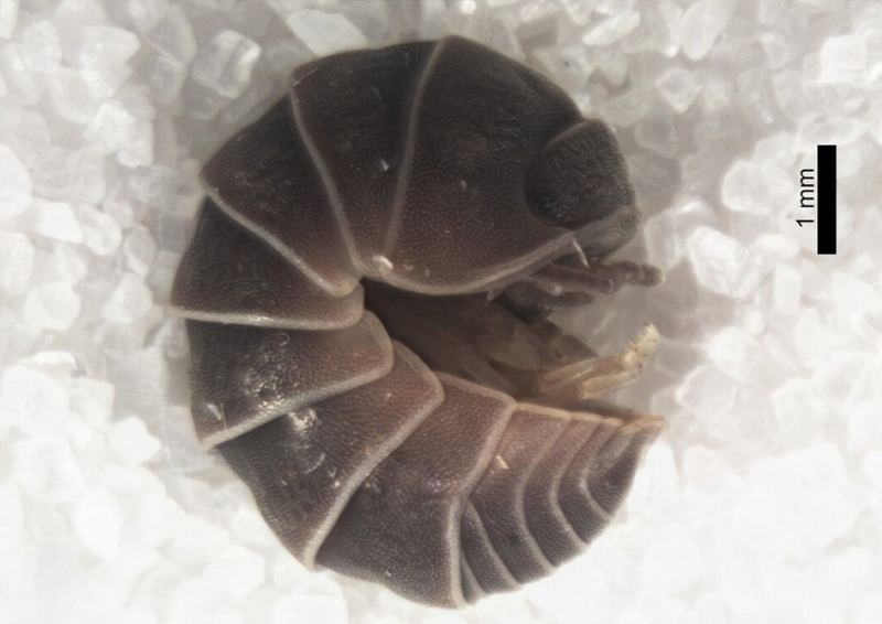 Strange Behavior of Pillbugs: How Streetlights Make Them Run in Circles