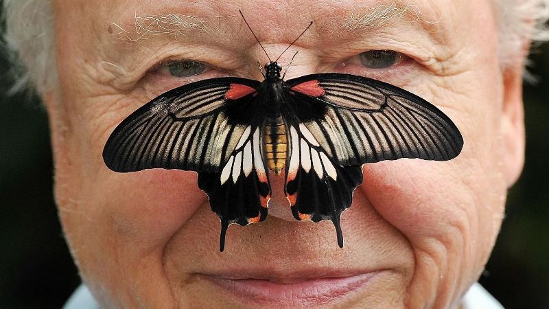 Celebrating 100 Years of Sir David Attenborough: A Nature Legend