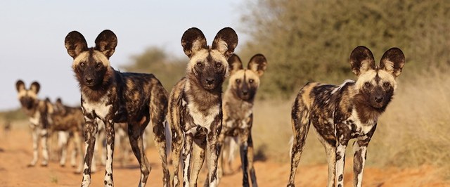 Three African Wild Dogs Travel Over 4000 km in Search of Mates