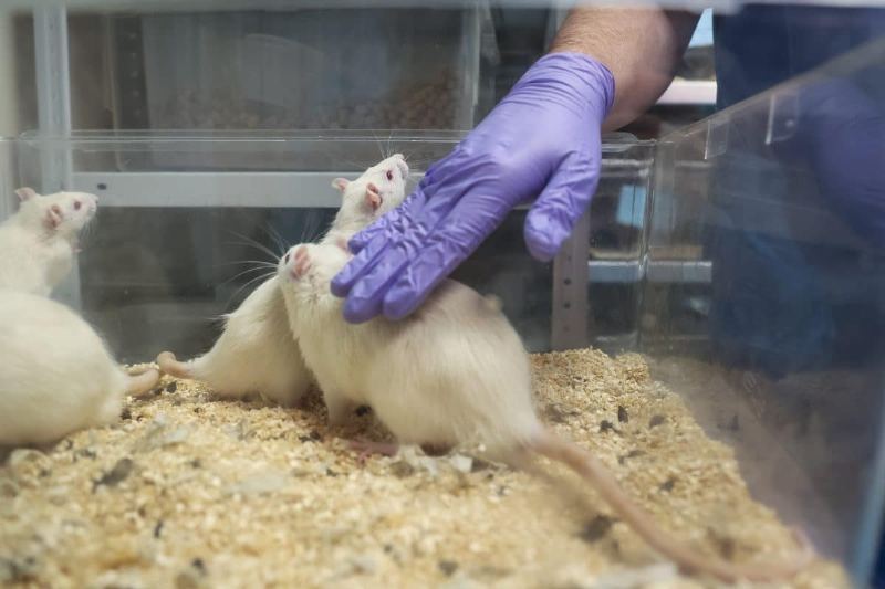 New Method to Combat Aggression: Neurobiologists Unveil Therapy Prospects