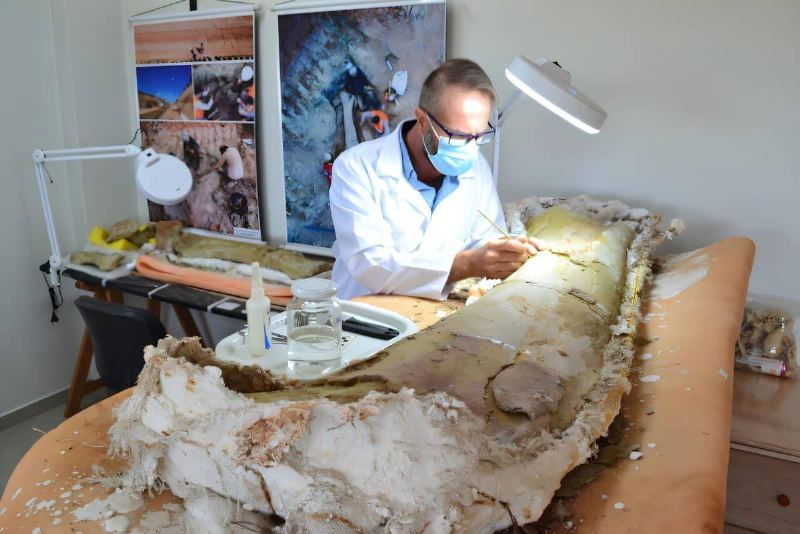 New Long-Necked Dinosaur Species Discovered in Brazil During Terminal Construction