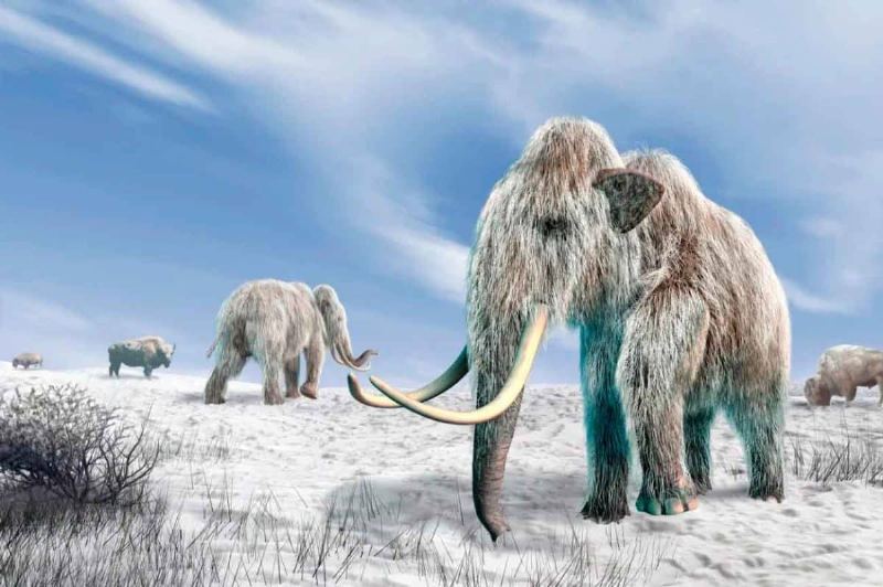 Ancient Hunters Preferred Female Woolly Mammoths