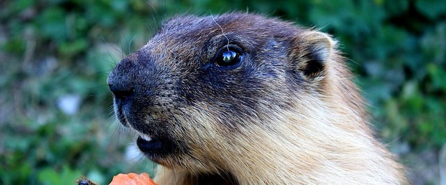 Groundhogs and Plague: Ancient Hunters Faced an Epidemic