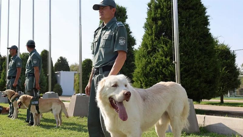 Customs Dogs: The Unmatched Allies in the Age of AI