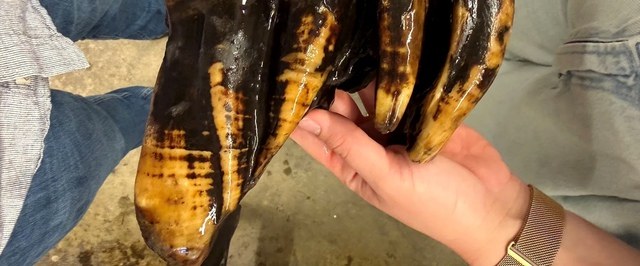 Remarkable Discovery: Mastodon Tooth Found in California