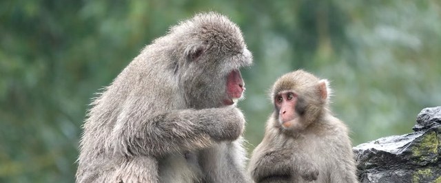 Chimpanzees Teach Young Ones to Use Tools