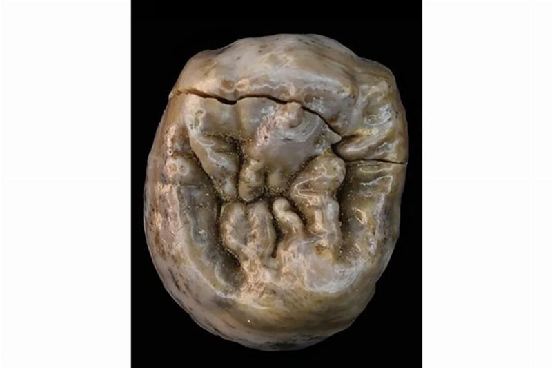 Ancient Meat Diet: How Humans 1.6 Million Years Ago Hunted for Bone Marrow