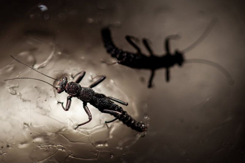 Glacier Melting Threatens Unique Life Forms