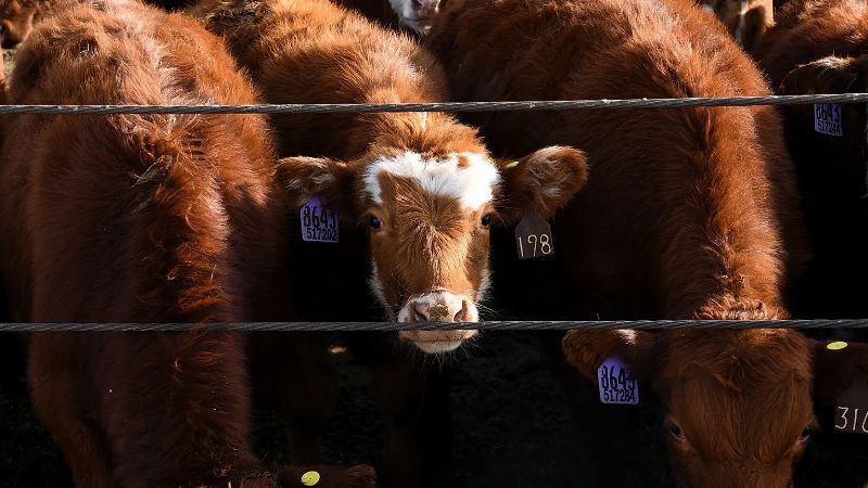 Rising Livestock Thefts in Germany: Farmers Alarmed