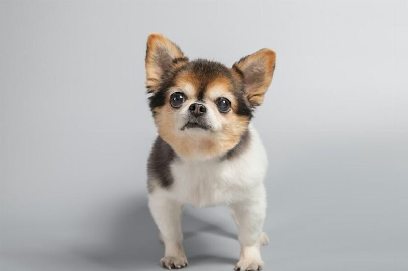 Chihuahuas Share Genetic Links with Coyotes: A Surprising Discovery